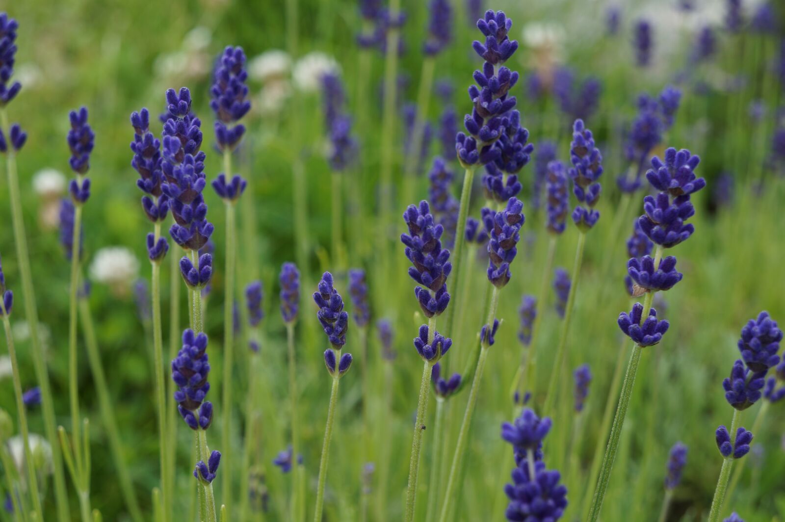 Sony Alpha a3000 sample photo. Lavender, herbs, nature photography