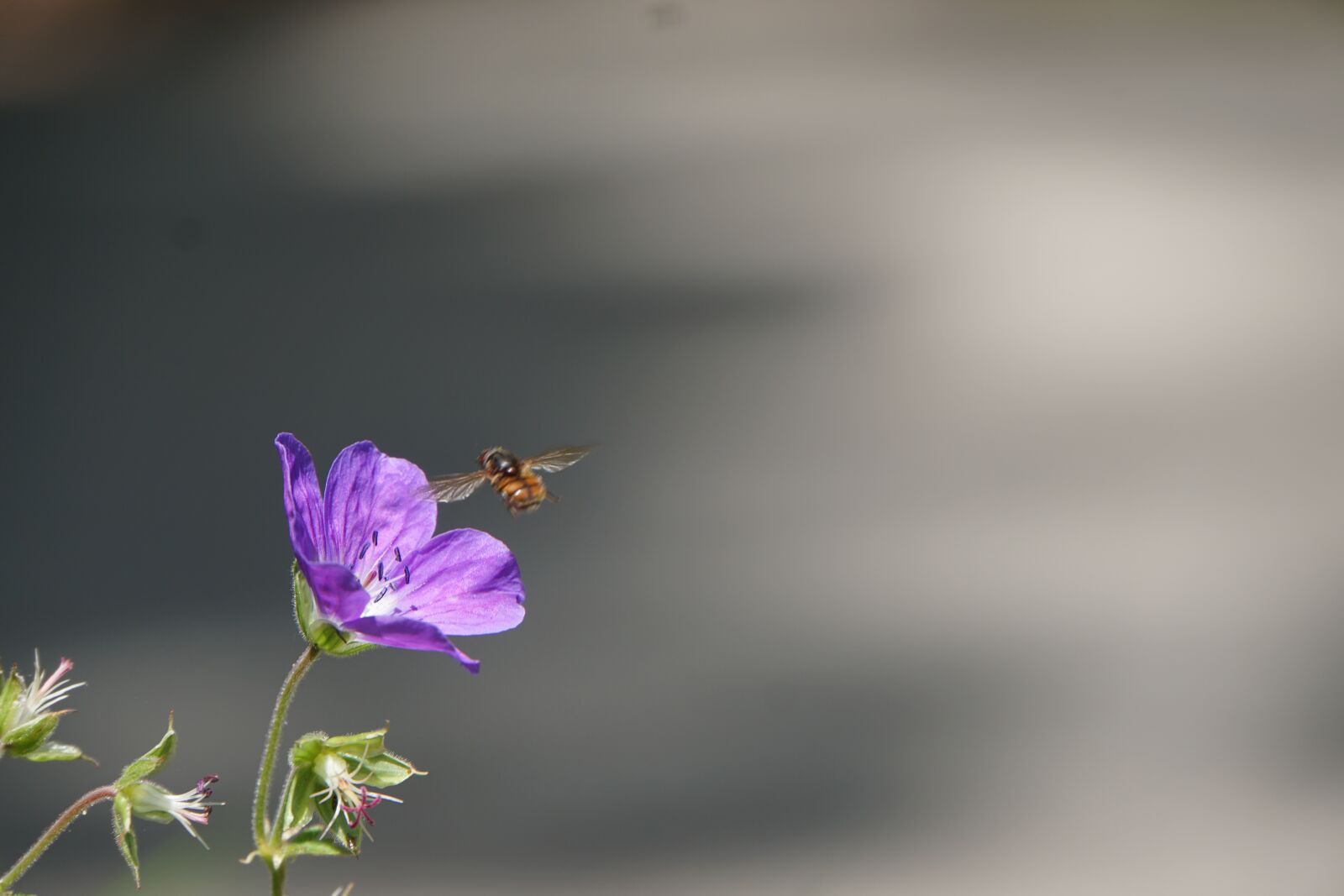 Sony a6000 sample photo. Flower, bee, pollination photography