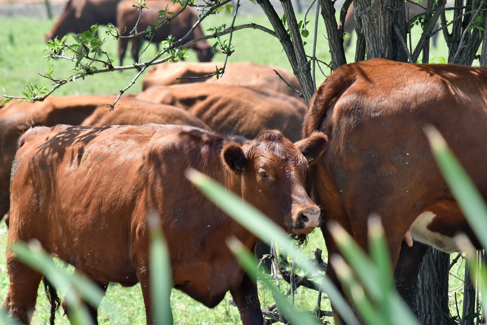 Nikon D5500 sample photo. Bovine, grass, cow, cattle photography