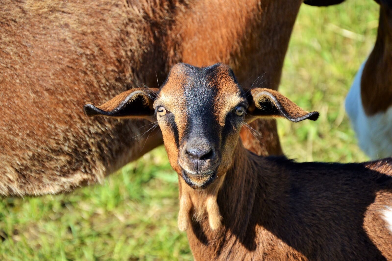 Nikon D3200 sample photo. Goat, prima donna, geiss photography