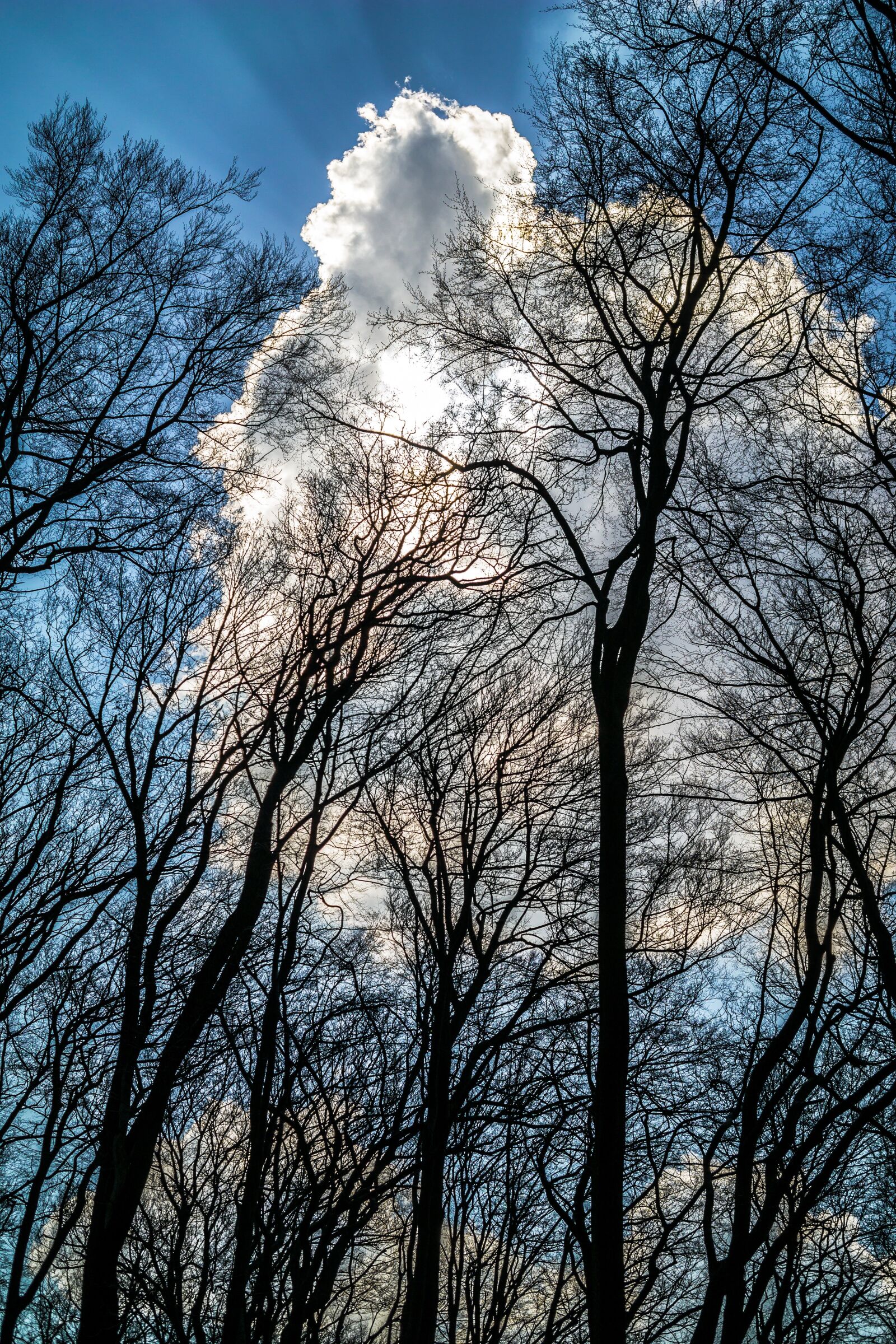 Samsung NX 30mm F2 Pancake sample photo. Cloud, shining, forest photography