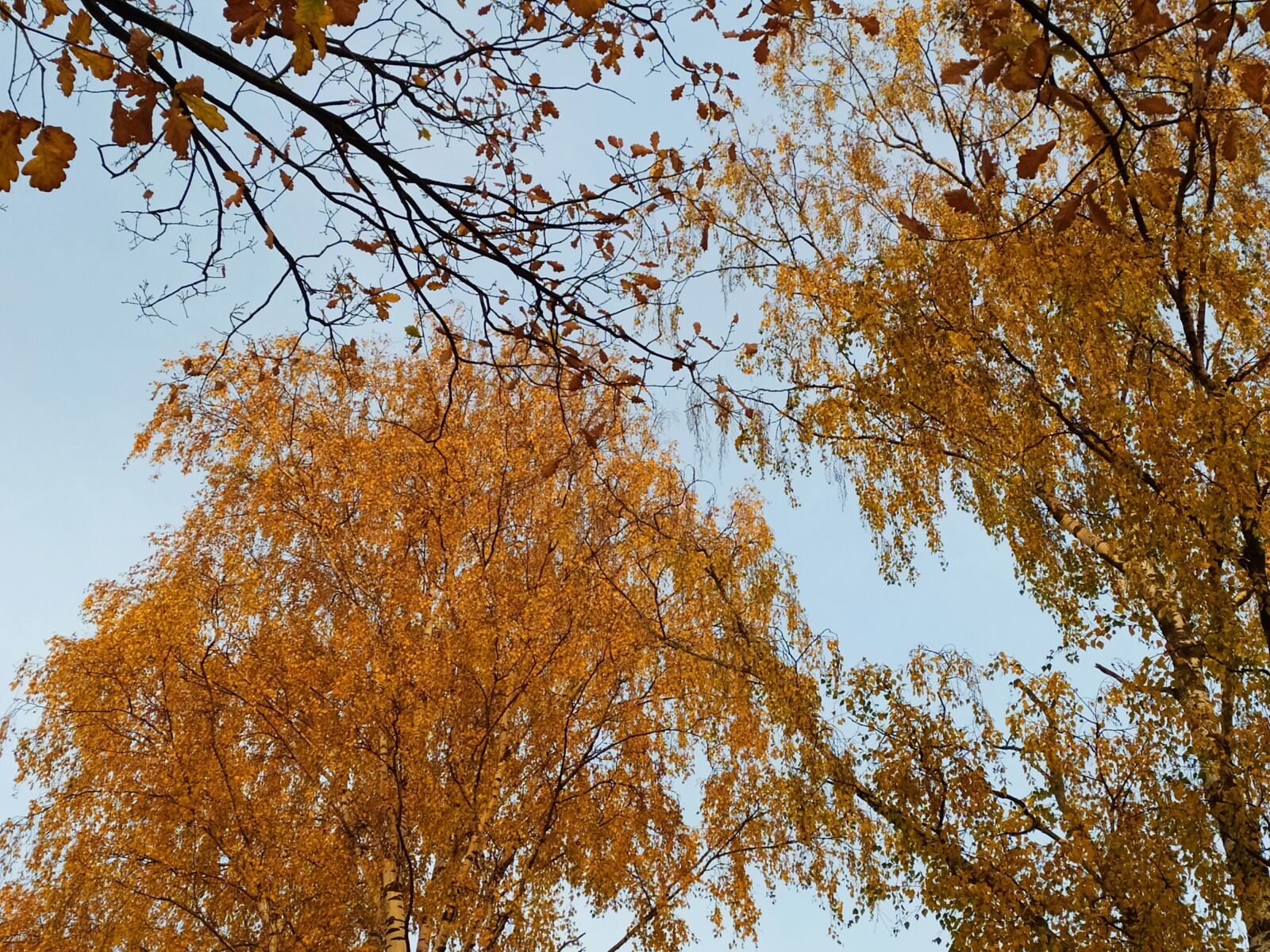 Xiaomi Redmi Note 8T sample photo. Russia, autumn, gold photography