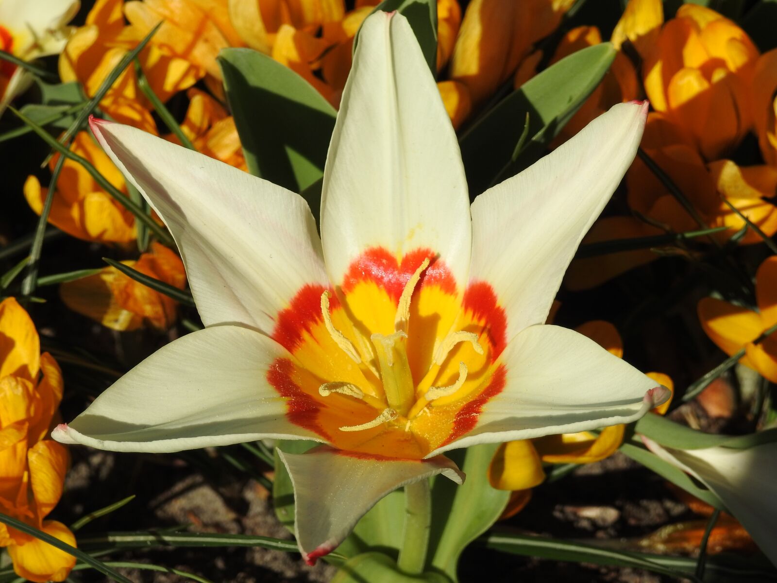 Nikon Coolpix P900 sample photo. Tulips, tulip, flower photography
