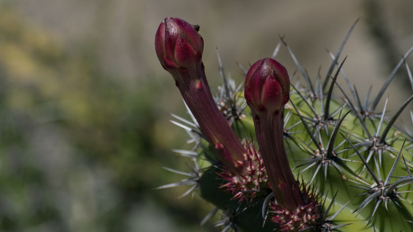 Nikon D3300 sample photo. Cactus, bcs, baja california photography