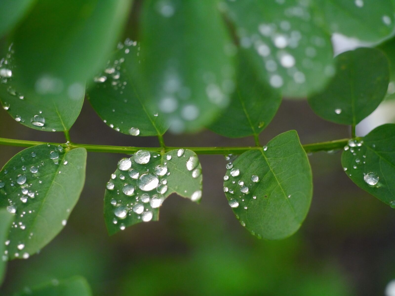 Panasonic Lumix DMC-GX1 sample photo. Leaf, grass, rain photography