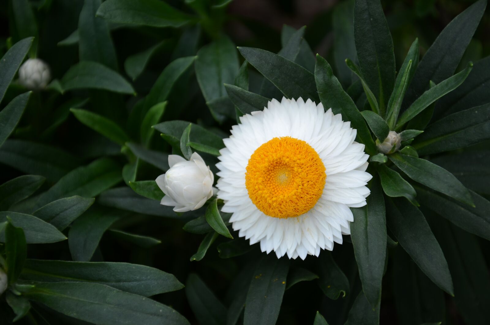 Nikon D7000 sample photo. Flower, the leaves, spike photography