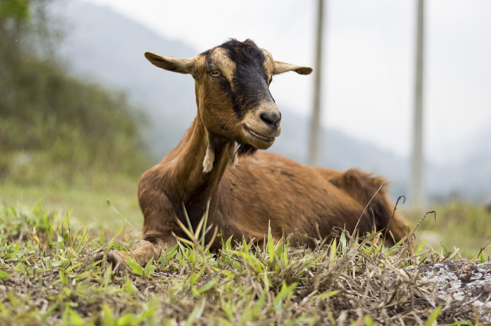 Nikon D3200 sample photo. Animals, nature, animal world photography