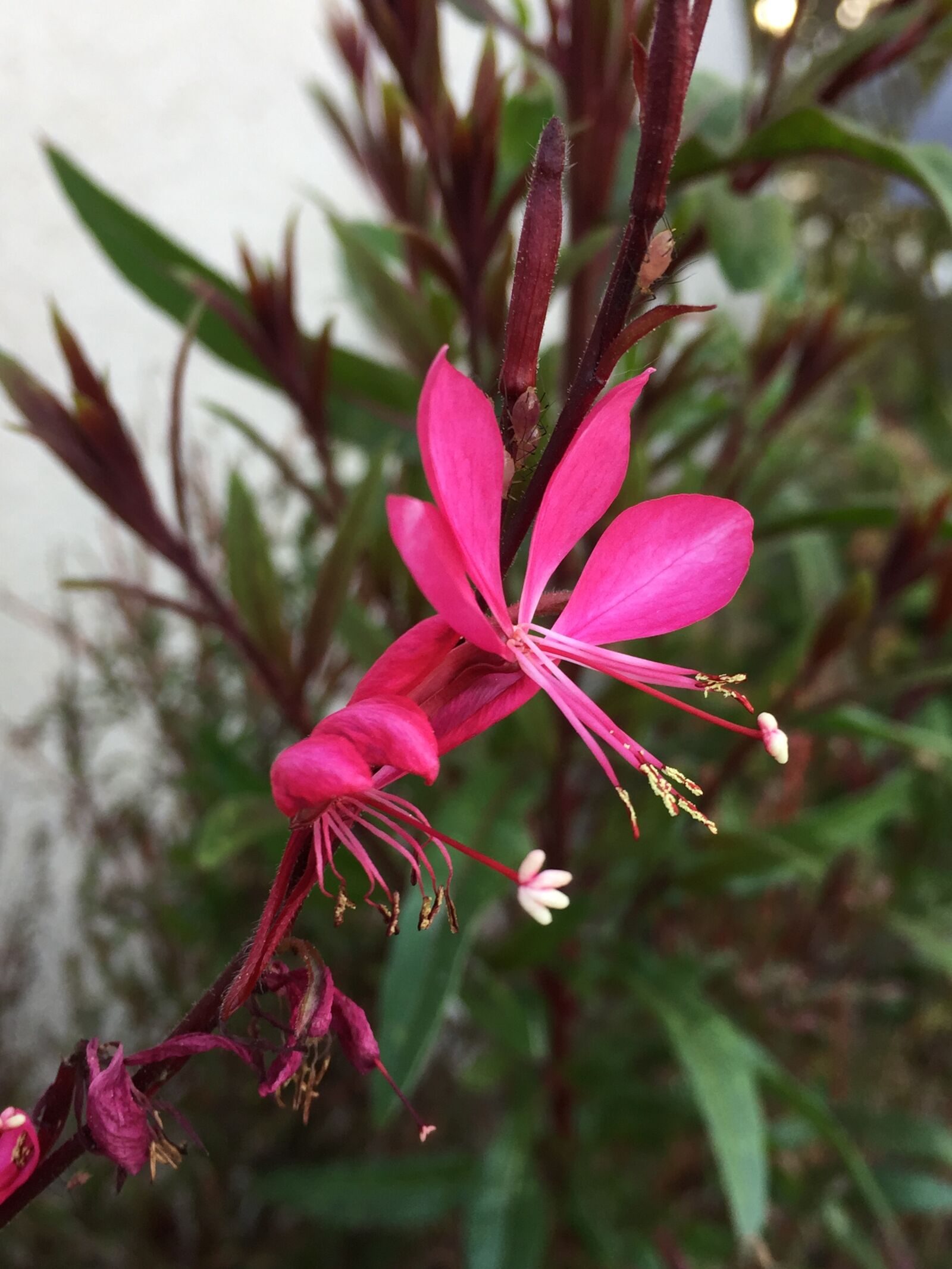 iPhone 6 back camera 4.15mm f/2.2 sample photo. Beautiful, flower, fuscia, green photography