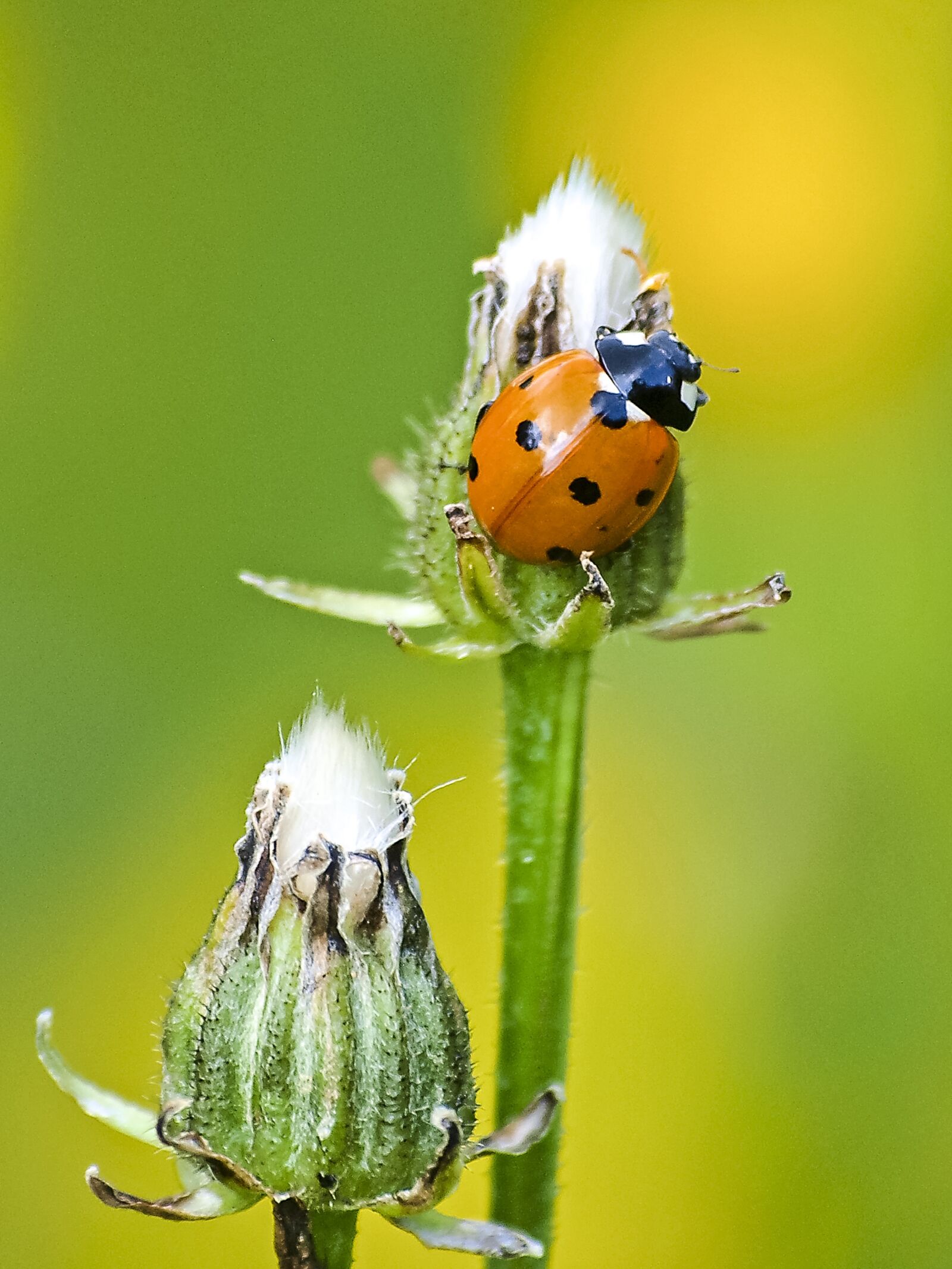 Olympus Zuiko Digital ED 70-300mm F4.0-5.6 sample photo. Ladybug, beetle, insect photography