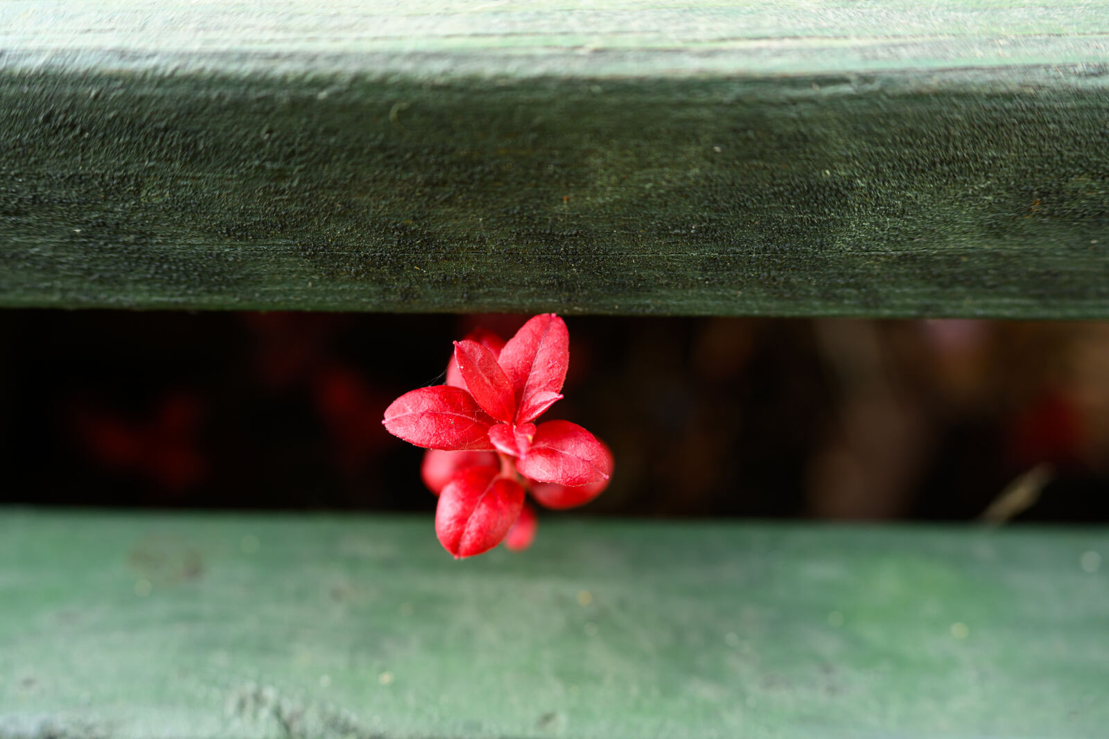 Nikon Z8 sample photo. Red plant photography
