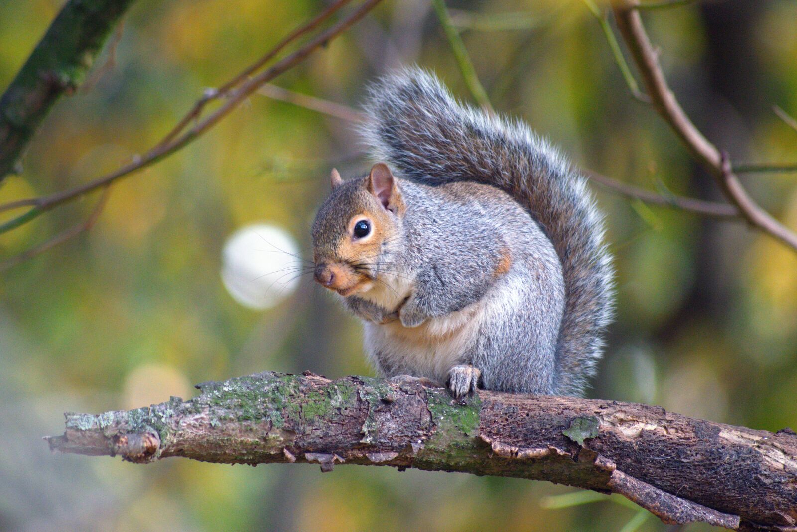 Nikon D3300 sample photo. Beautiful squirrel, autumn, leaves photography