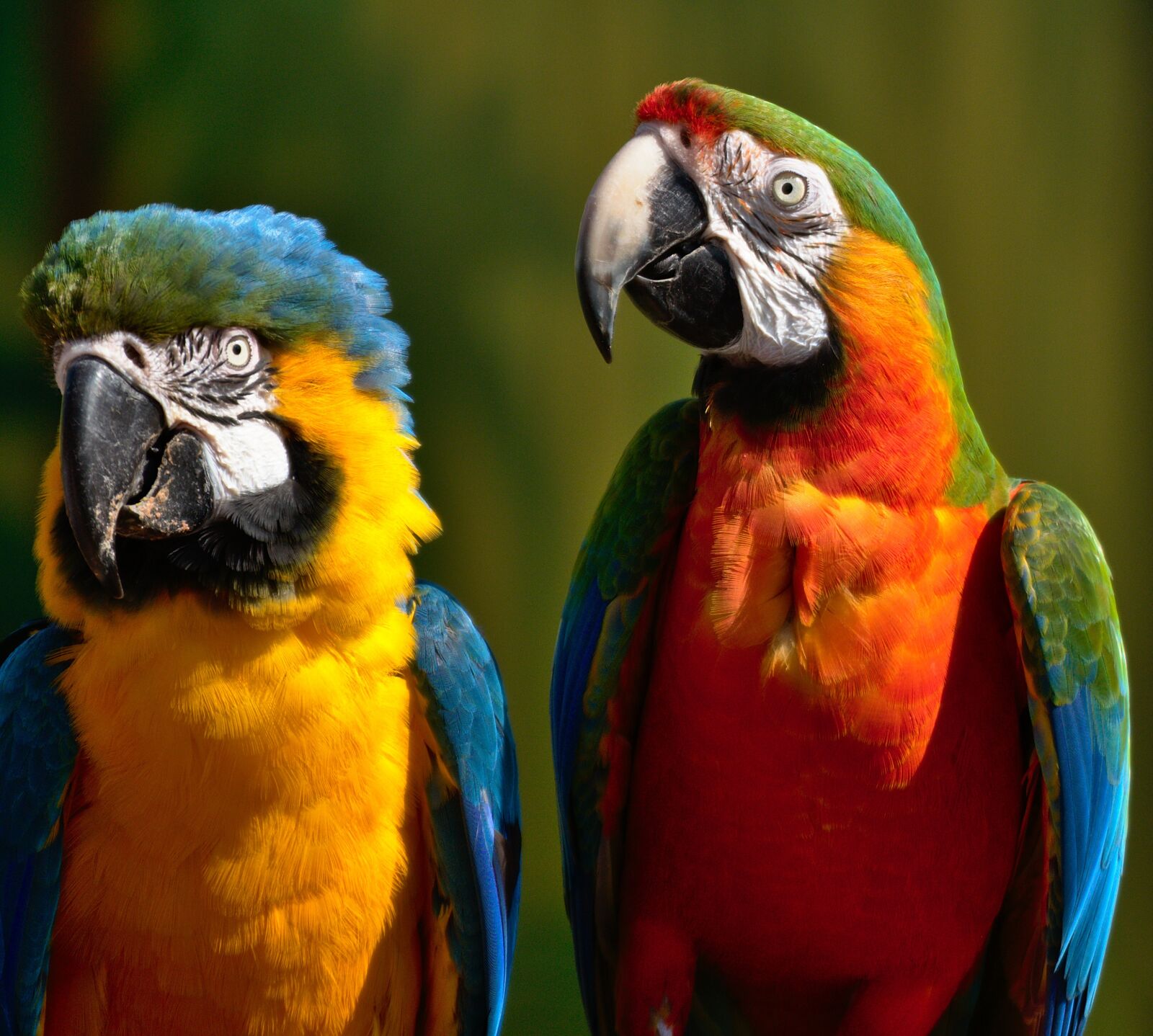 Nikon D3300 sample photo. Parrot, zoo, animal photography