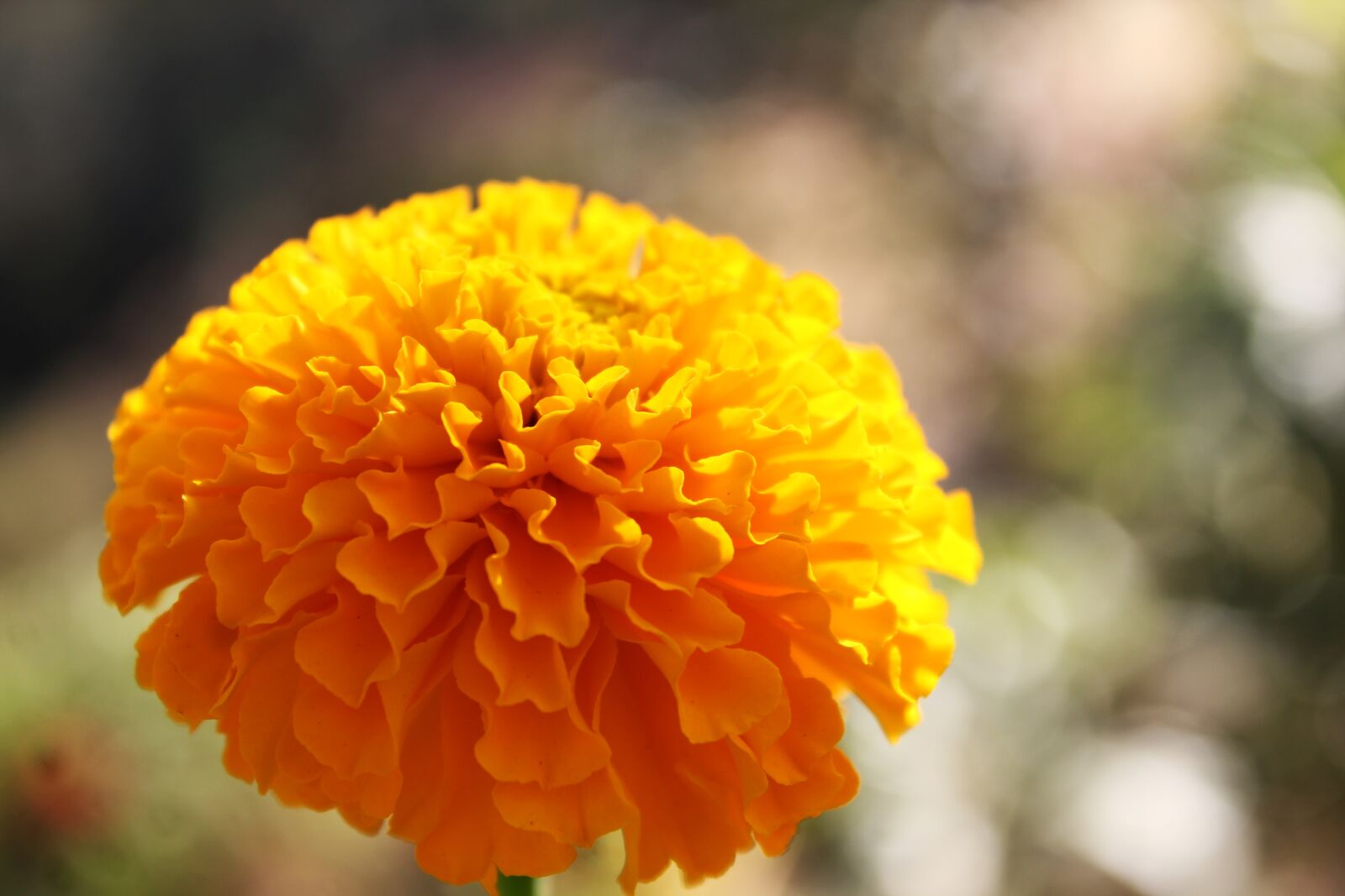 Canon EOS 550D (EOS Rebel T2i / EOS Kiss X4) sample photo. Marigold, flower, gold photography