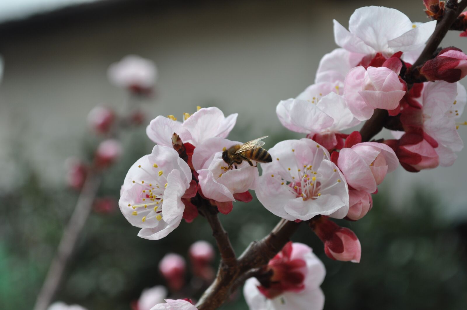 Nikon D5000 sample photo. Bee, flowers, pesco photography