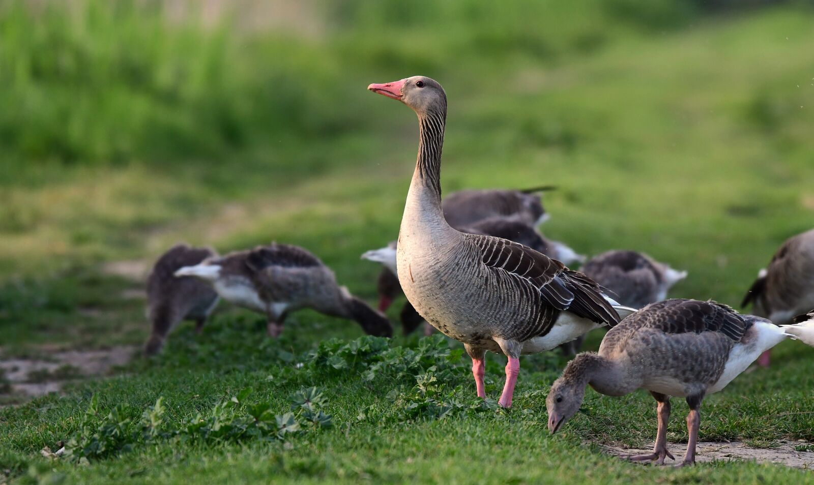 Nikon D7500 sample photo. Goose, bird, nature photography