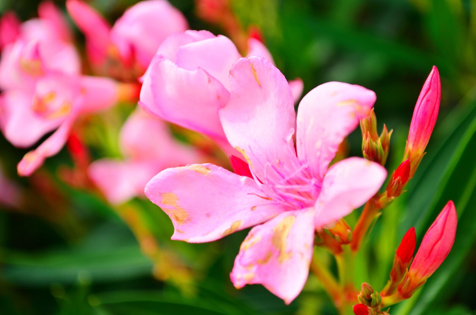 Nikon D5100 sample photo. Flower, pink, garden photography