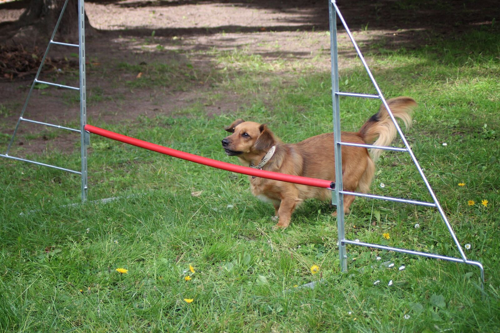 Canon EOS 600D (Rebel EOS T3i / EOS Kiss X5) sample photo. Small dog, dog, hurdle photography