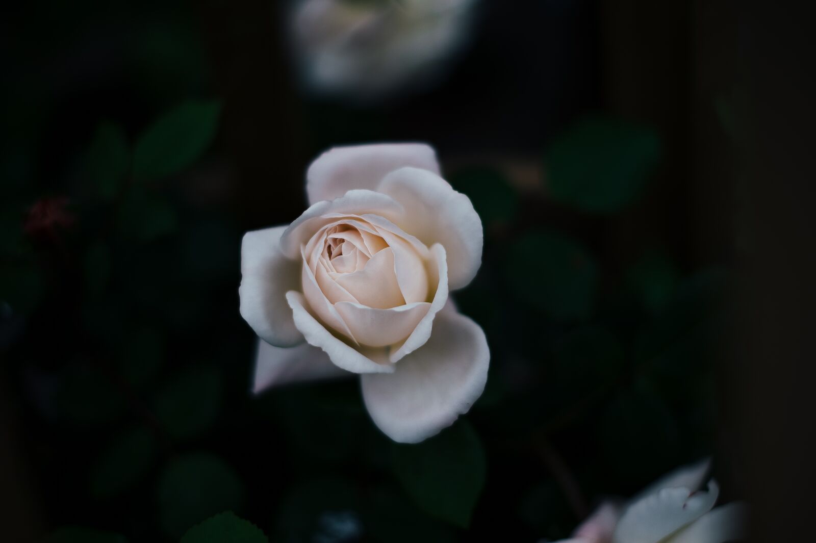 Nikon D4S sample photo. Bloom, blossom, flora photography