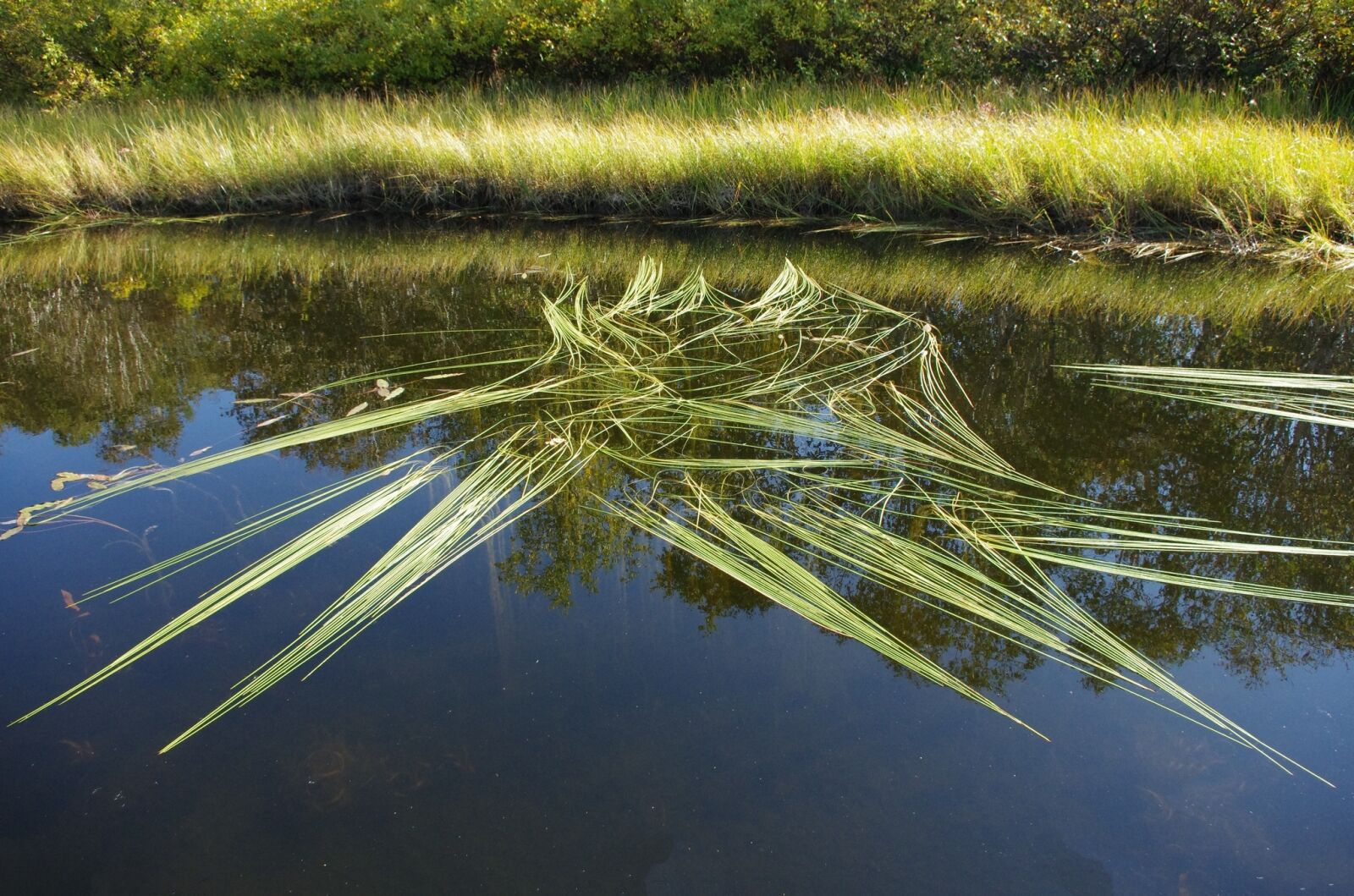 Pentax K-5 sample photo. Forest lake, mountains, forest photography