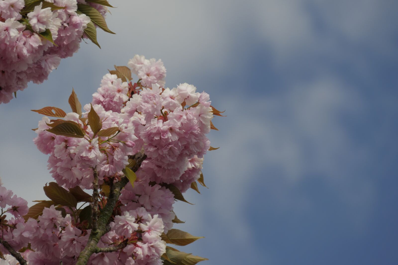 Panasonic Lumix DMC-GX8 sample photo. Ornamental cherry, flowers, japanese photography
