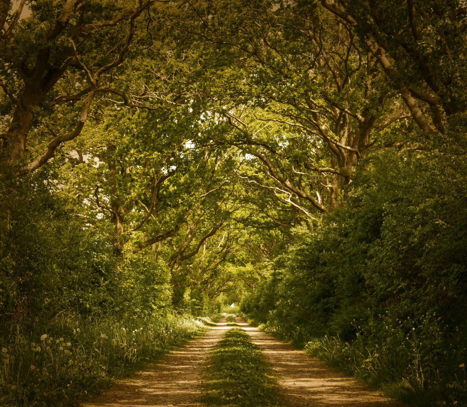 Nikon D3300 sample photo. Forest, trees, forest path photography
