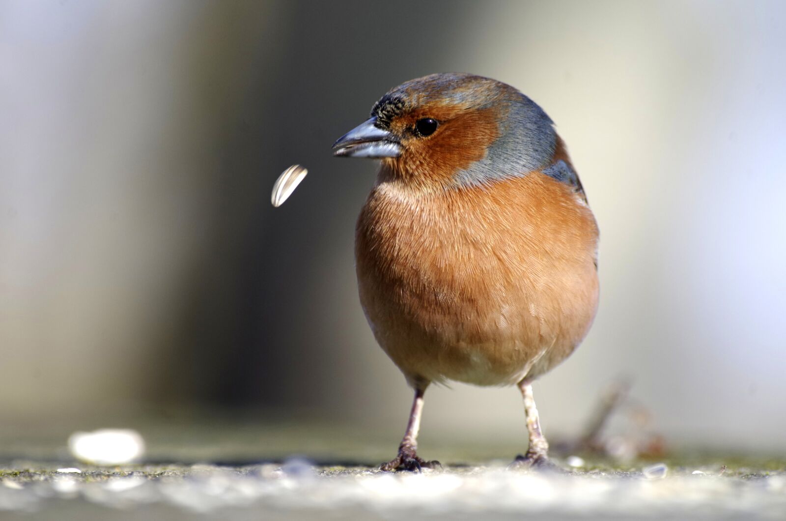 Pentax K-30 sample photo. Chaffinch, bird, eat photography