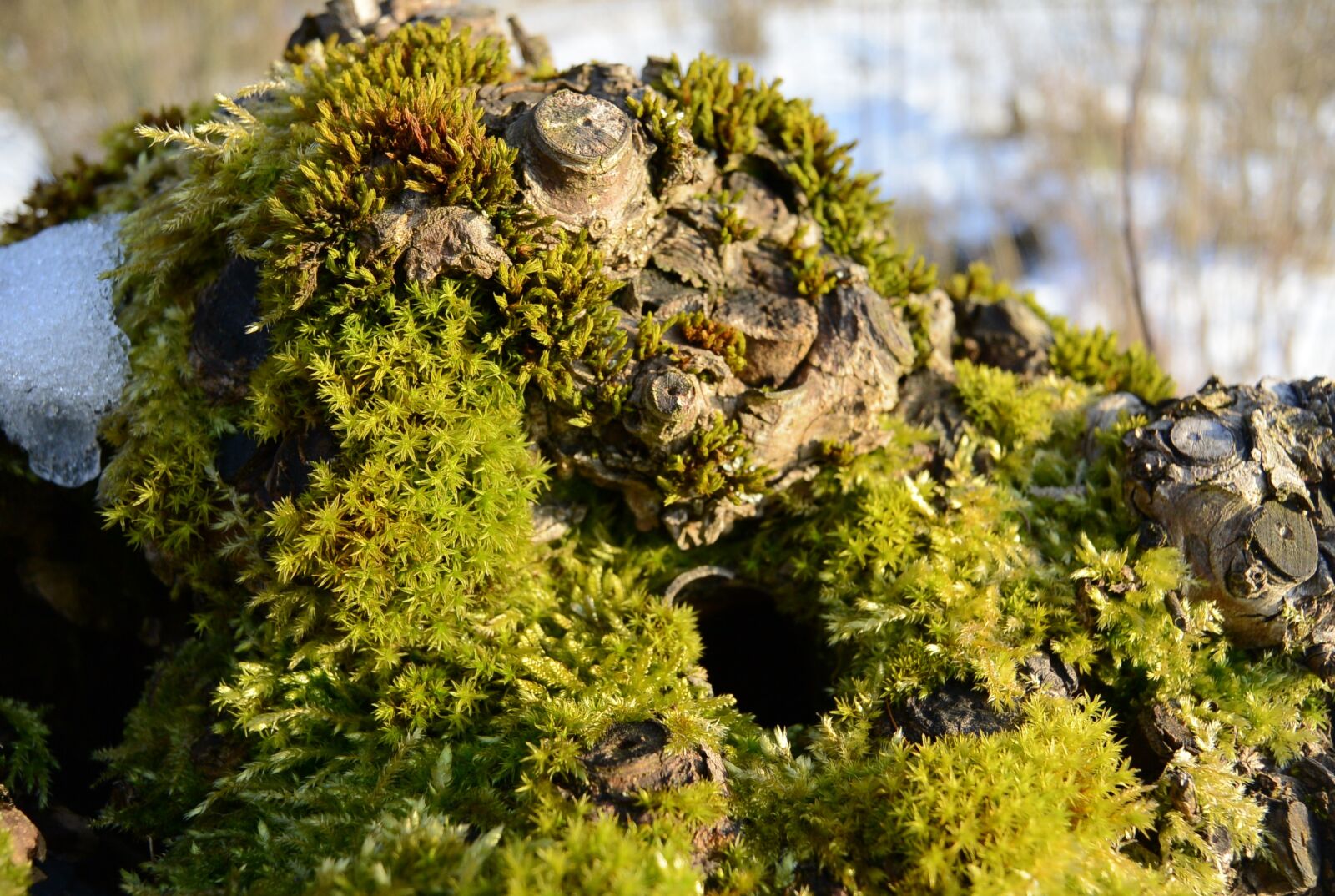 Nikon 1 S1 sample photo. Root, moss, tree stump photography