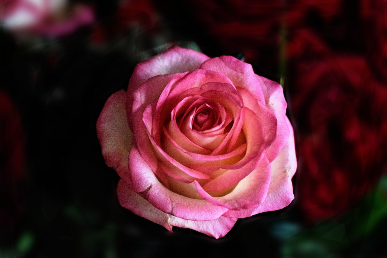 Nikon D3300 sample photo. Red rose, blossom, bloom photography