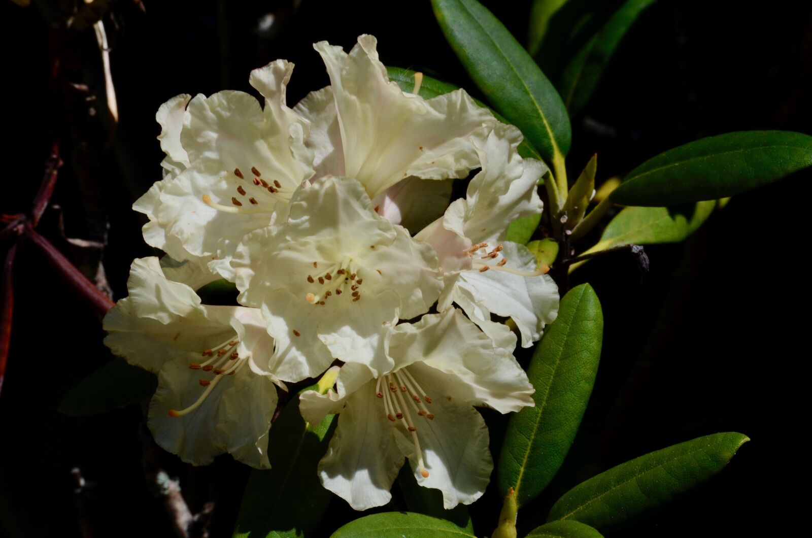 Nikon D5100 sample photo. Rhododendron, blossom, bloom photography
