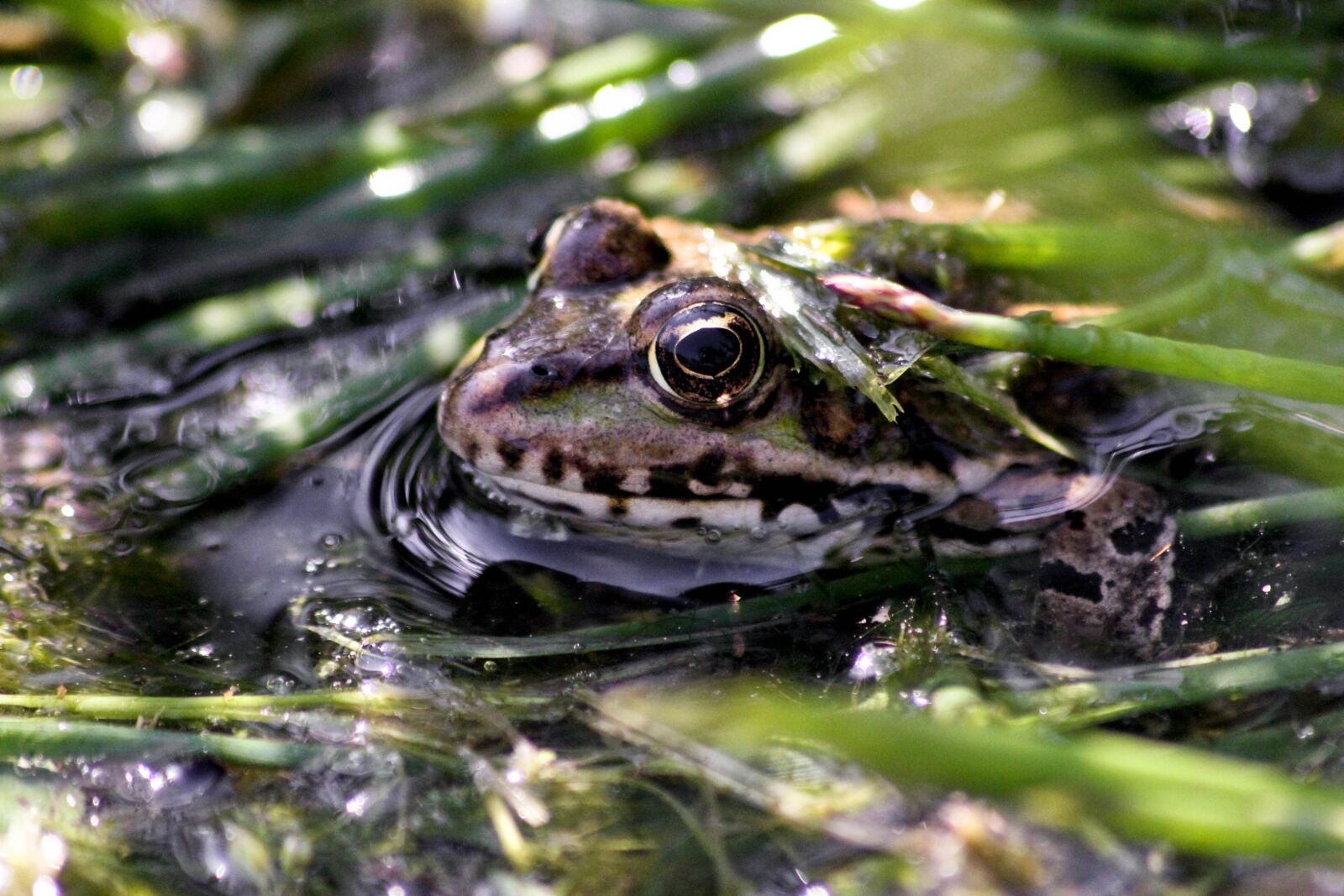 Canon EOS 7D sample photo. Frog, amphibian, amphibians photography