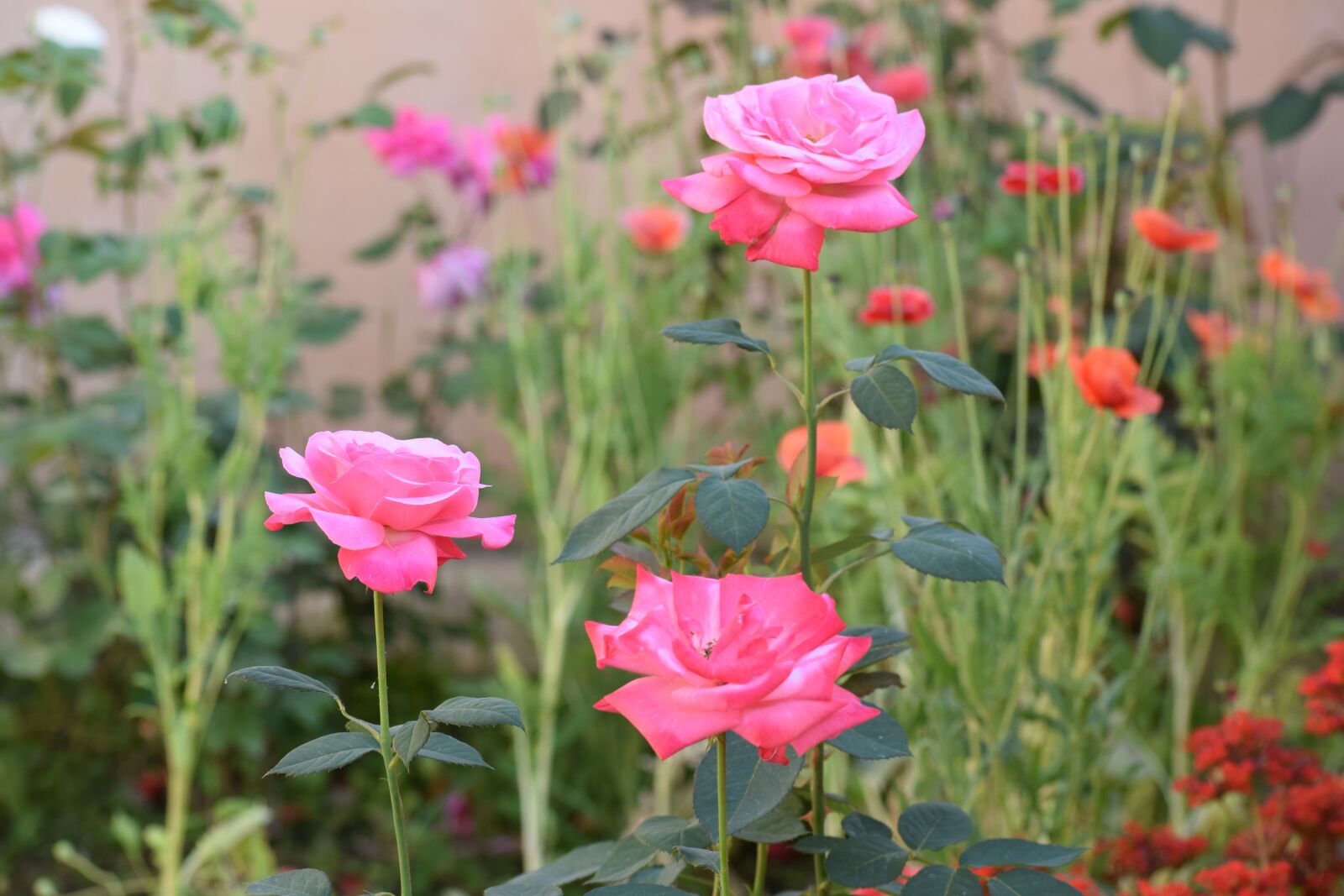 Nikon D3300 sample photo. Rose, flowers, nature photography