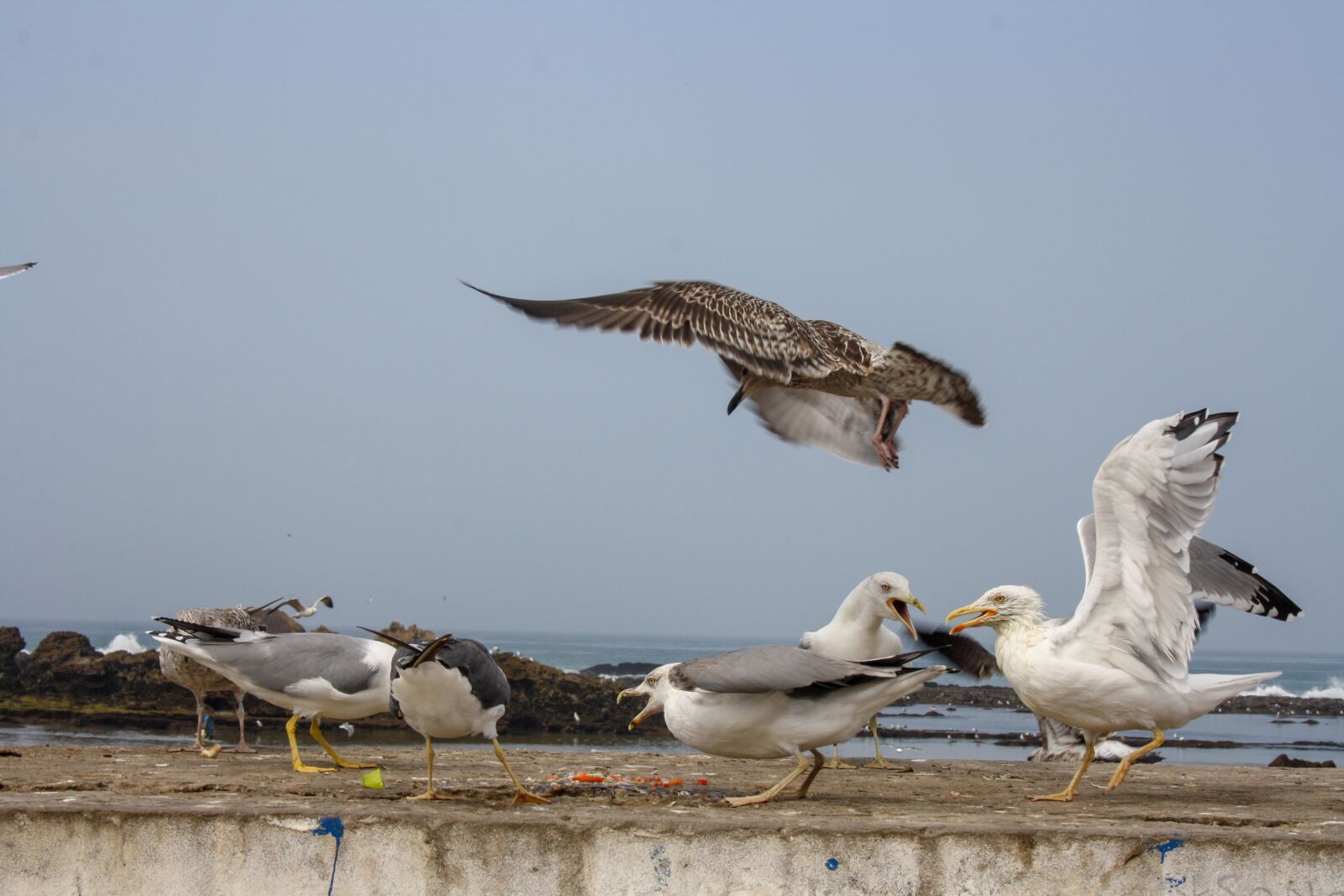 Canon EOS 1000D (EOS Digital Rebel XS / EOS Kiss F) sample photo. Bird, fish, seagull photography