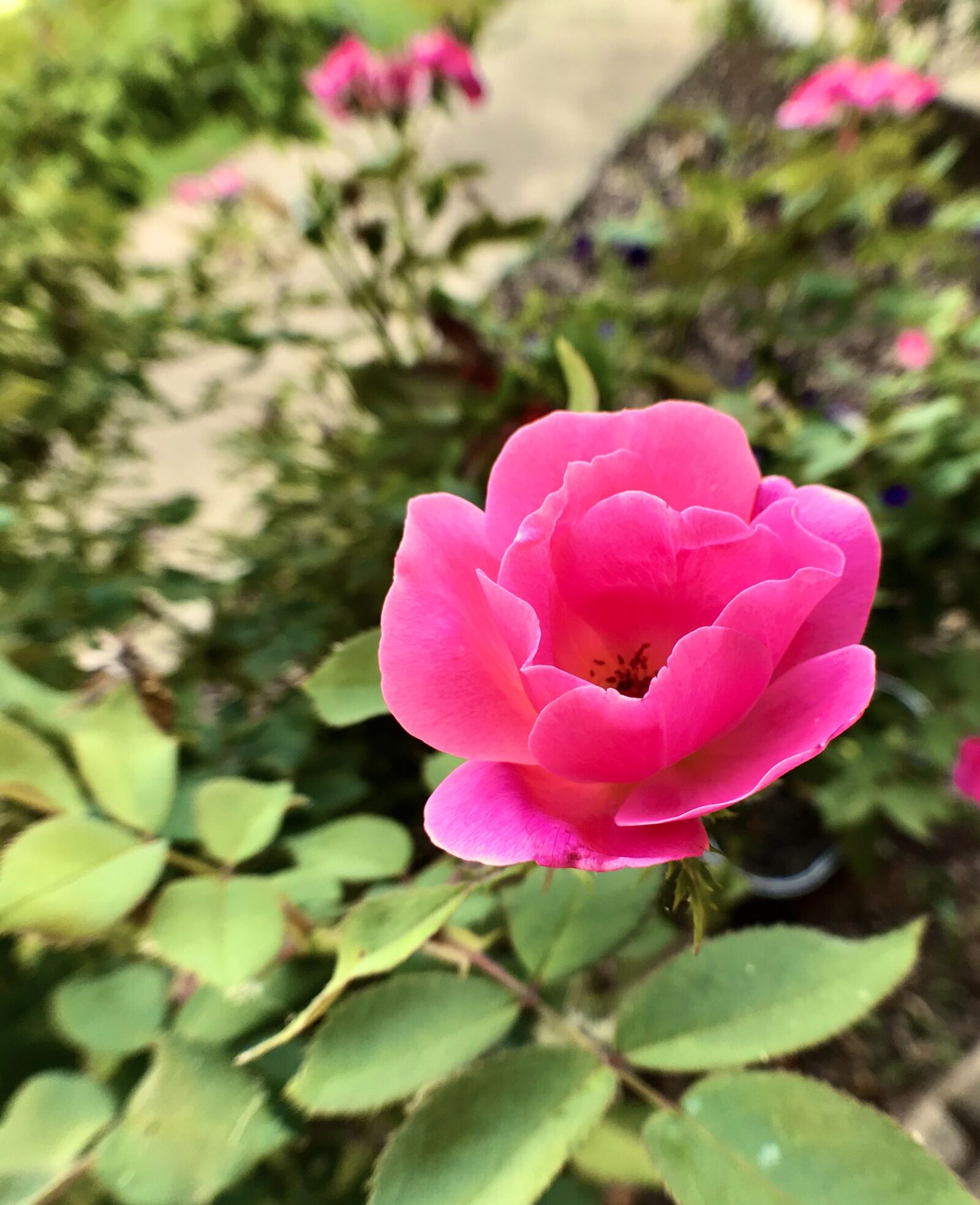 iPhone 7 back camera 3.99mm f/1.8 sample photo. Pink, rose, flower photography
