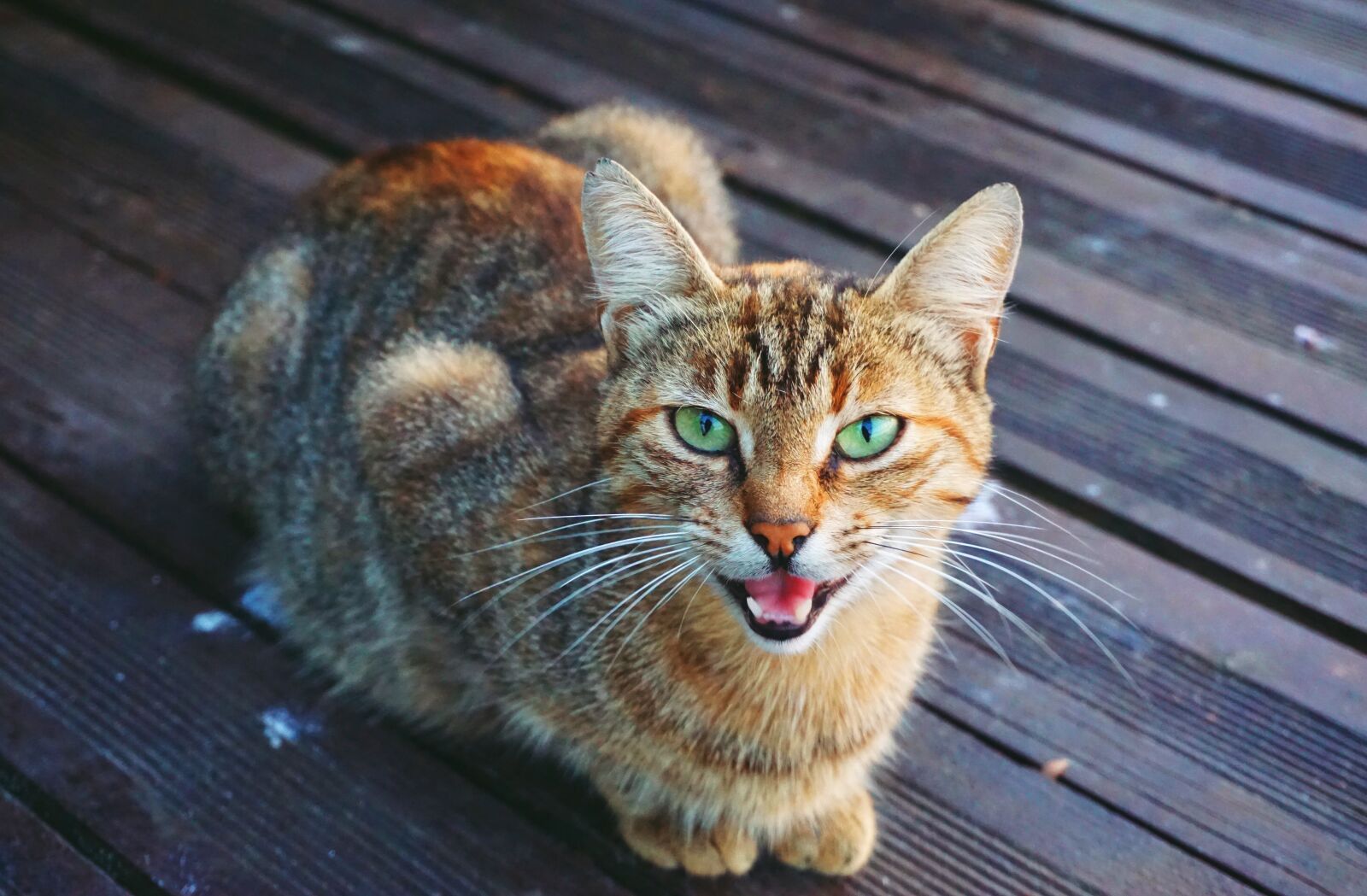 Sony a6000 sample photo. Cat, animal, mammal photography