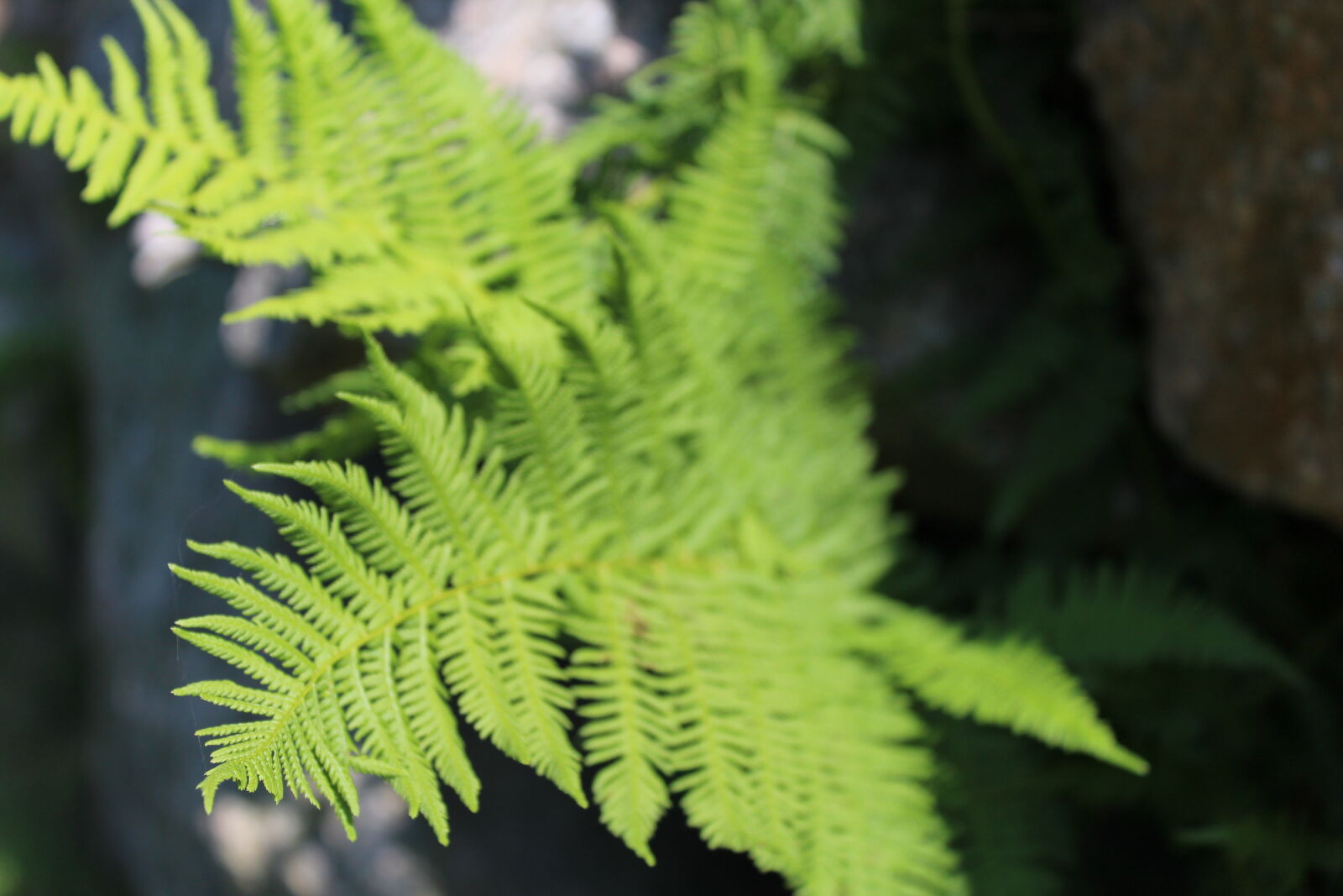 Canon EOS 1200D (EOS Rebel T5 / EOS Kiss X70 / EOS Hi) sample photo. Ferns, plant, life photography