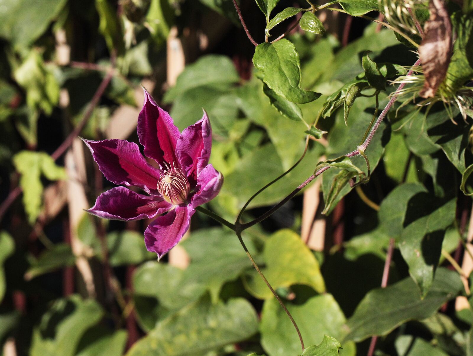 Canon EOS 5D Mark II sample photo. Clematis, flower, garden photography