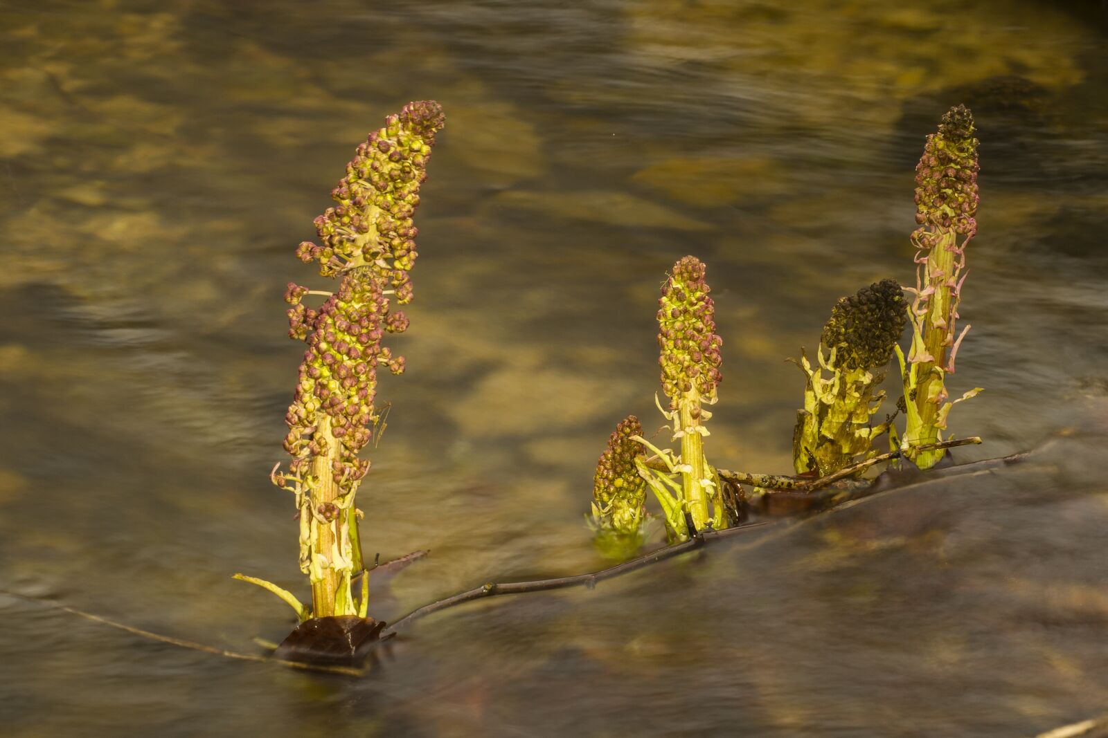 Canon EOS 7D + Canon EF 70-200mm F4L USM sample photo. Butterbur, early bloomer, common photography