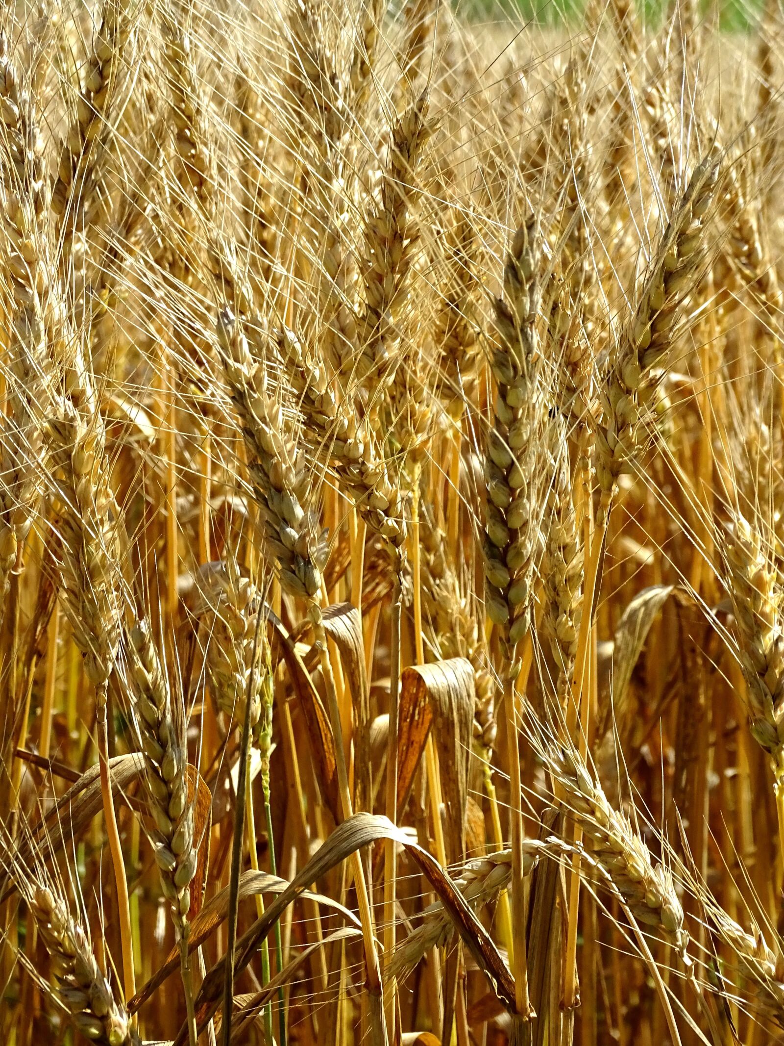 Sony Cyber-shot DSC-HX400V sample photo. Wheat, spike, wheat field photography