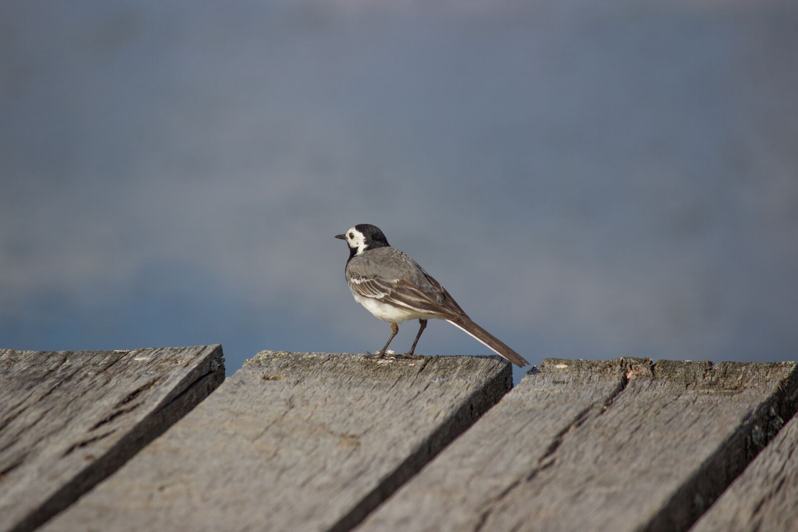 Canon EF-S 55-250mm F4-5.6 IS II sample photo. White wagtail, songbird, motacilla photography