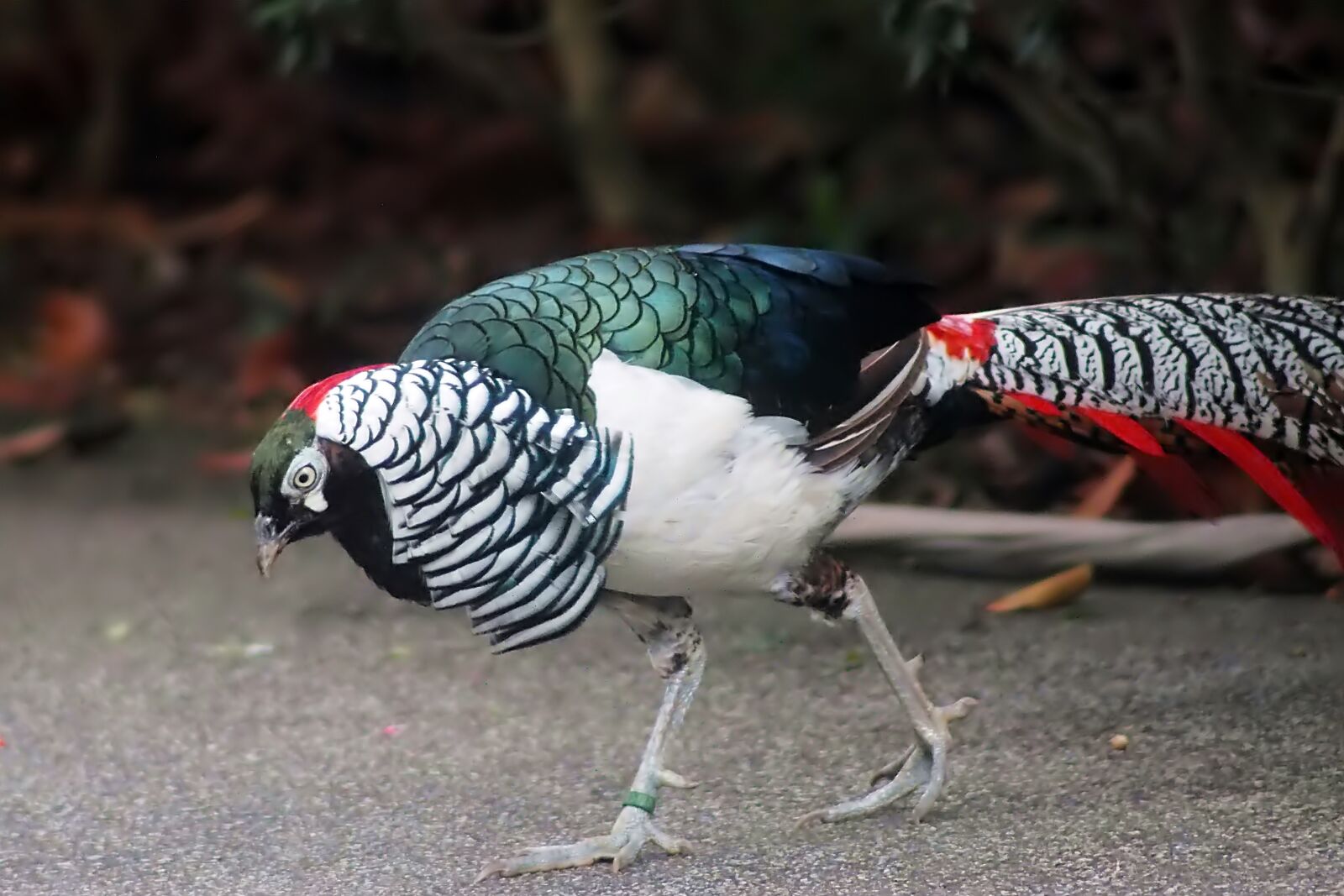 Olympus OM-D E-M1 sample photo. Lady amherst pheasant male photography