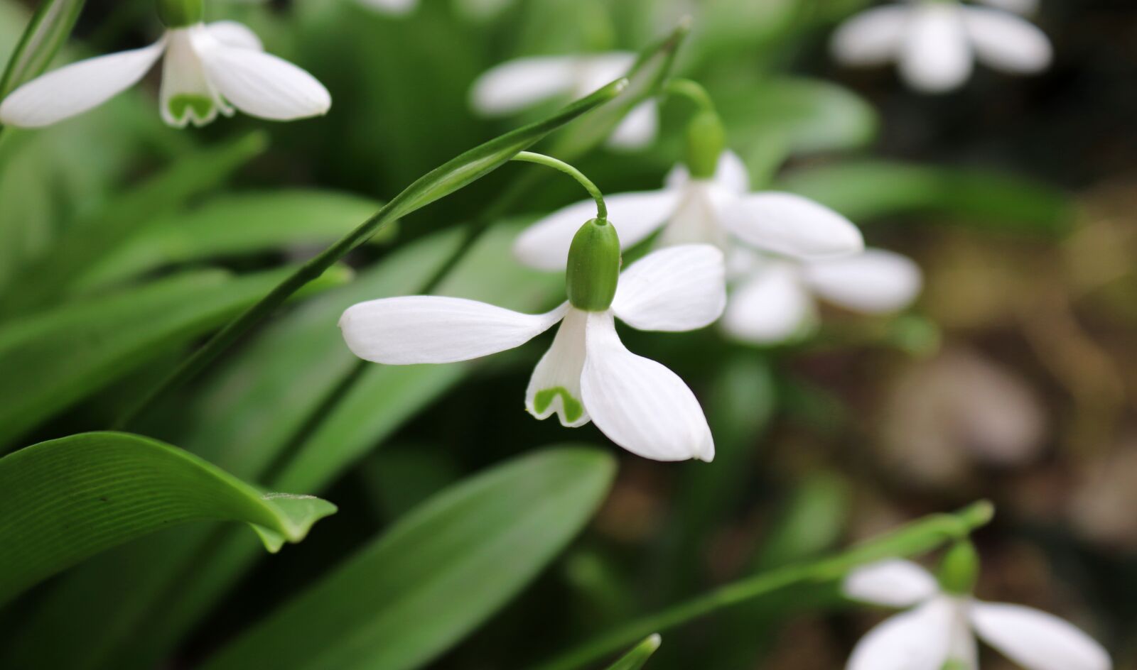 Canon EOS 200D (EOS Rebel SL2 / EOS Kiss X9) sample photo. Flower, snowdrop, nature photography