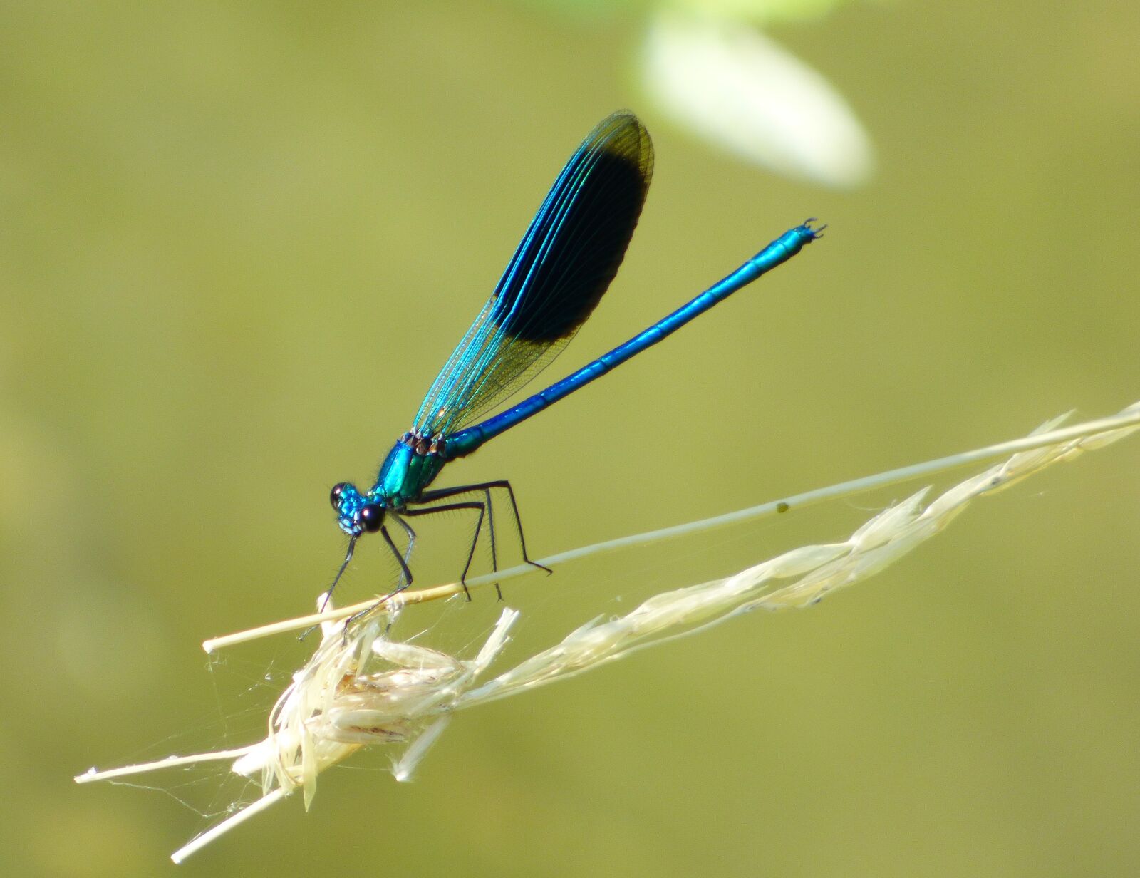 Panasonic DMC-FZ72 sample photo. Demoiselle, dragonfly, blue photography