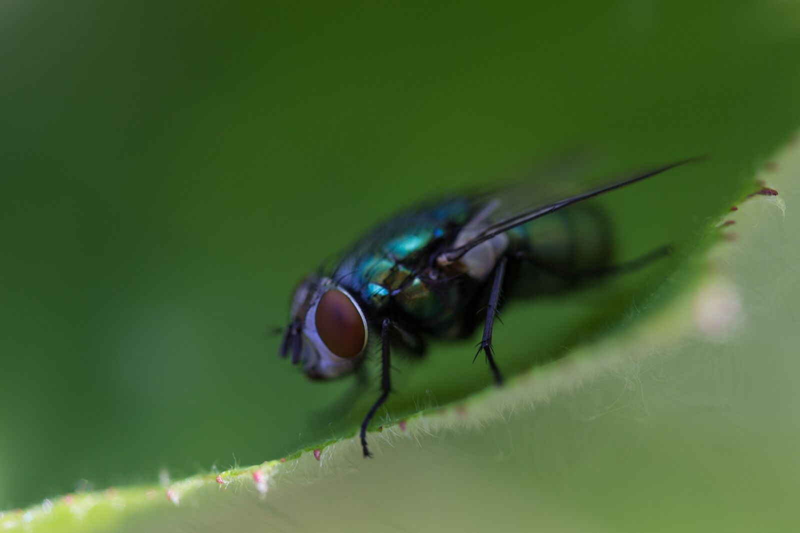 Canon EOS 600D (Rebel EOS T3i / EOS Kiss X5) sample photo. Fly, insect, nature photography