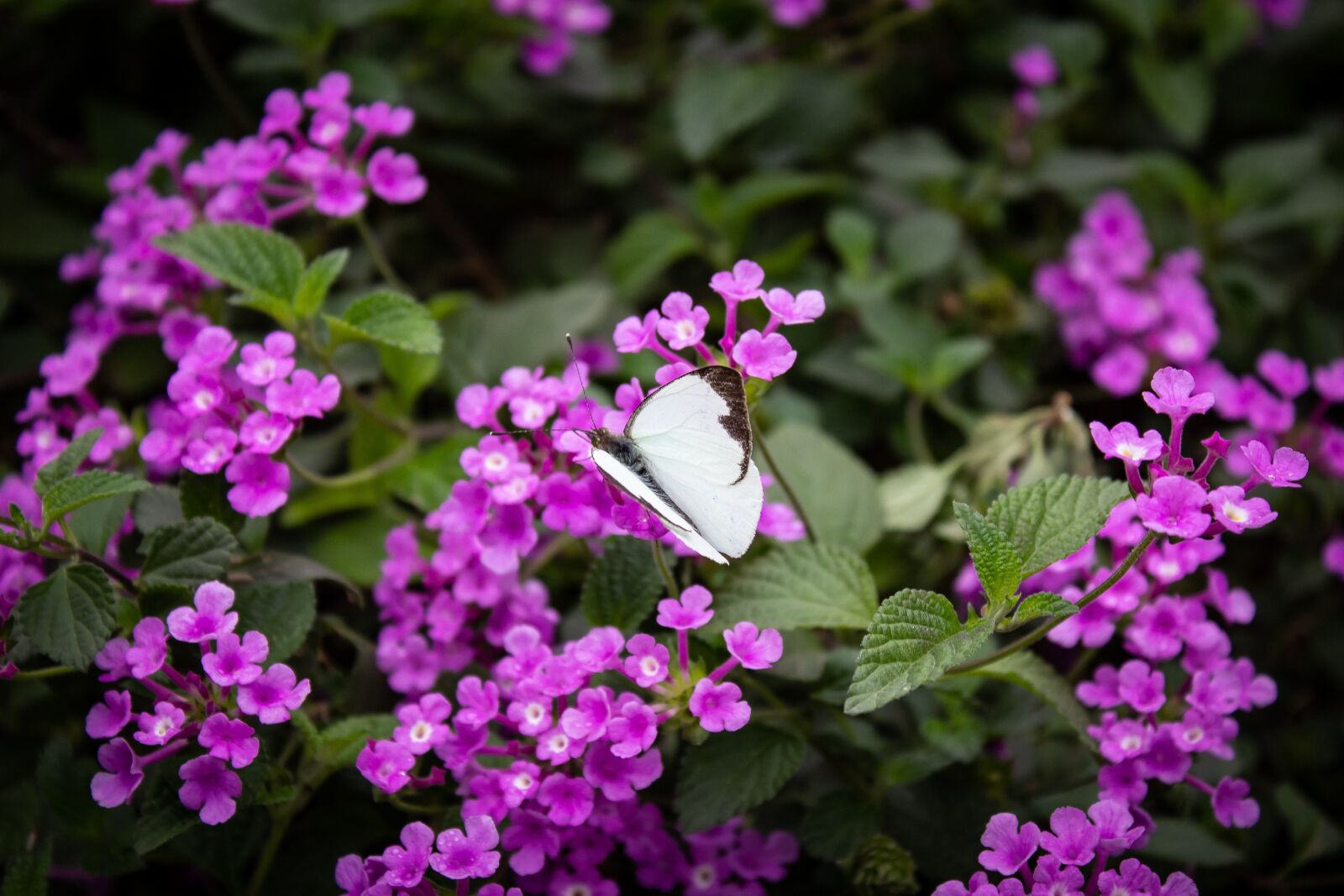 Canon EOS 1200D (EOS Rebel T5 / EOS Kiss X70 / EOS Hi) sample photo. Butterfly, white, insects photography