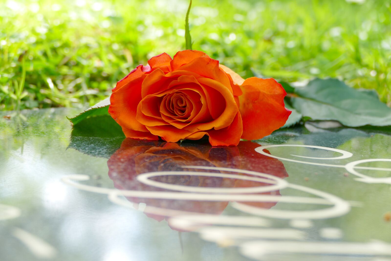 Panasonic Lumix DMC-FZ1000 sample photo. Rose, grave, cemetery photography