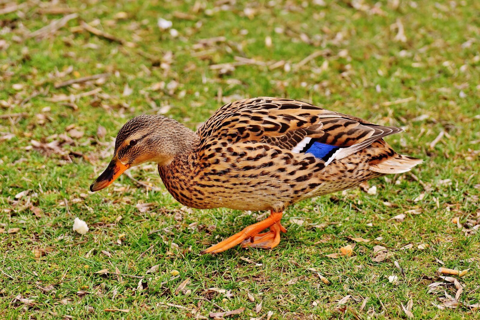 Nikon D7200 sample photo. Mallard, brown, animal world photography