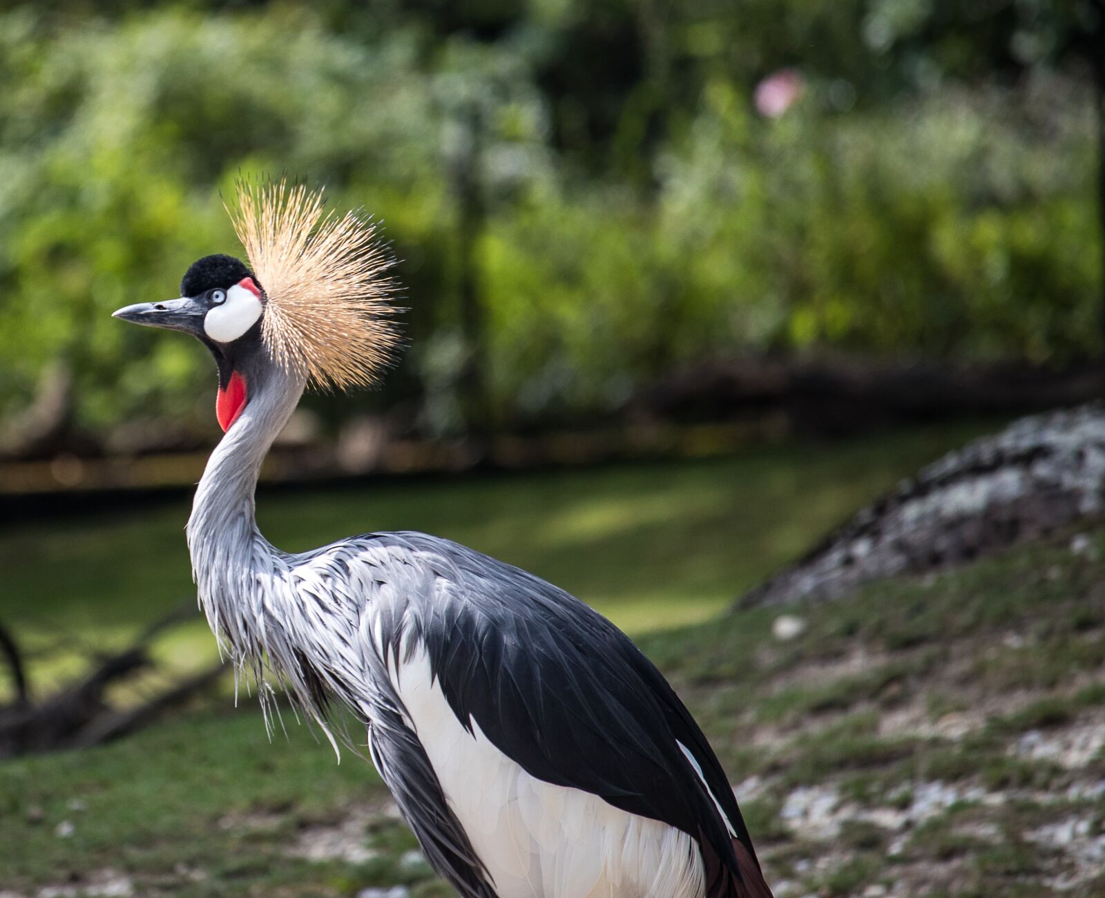 Canon EF-S 55-250mm F4-5.6 IS STM sample photo. Grey crowned crane, crane photography