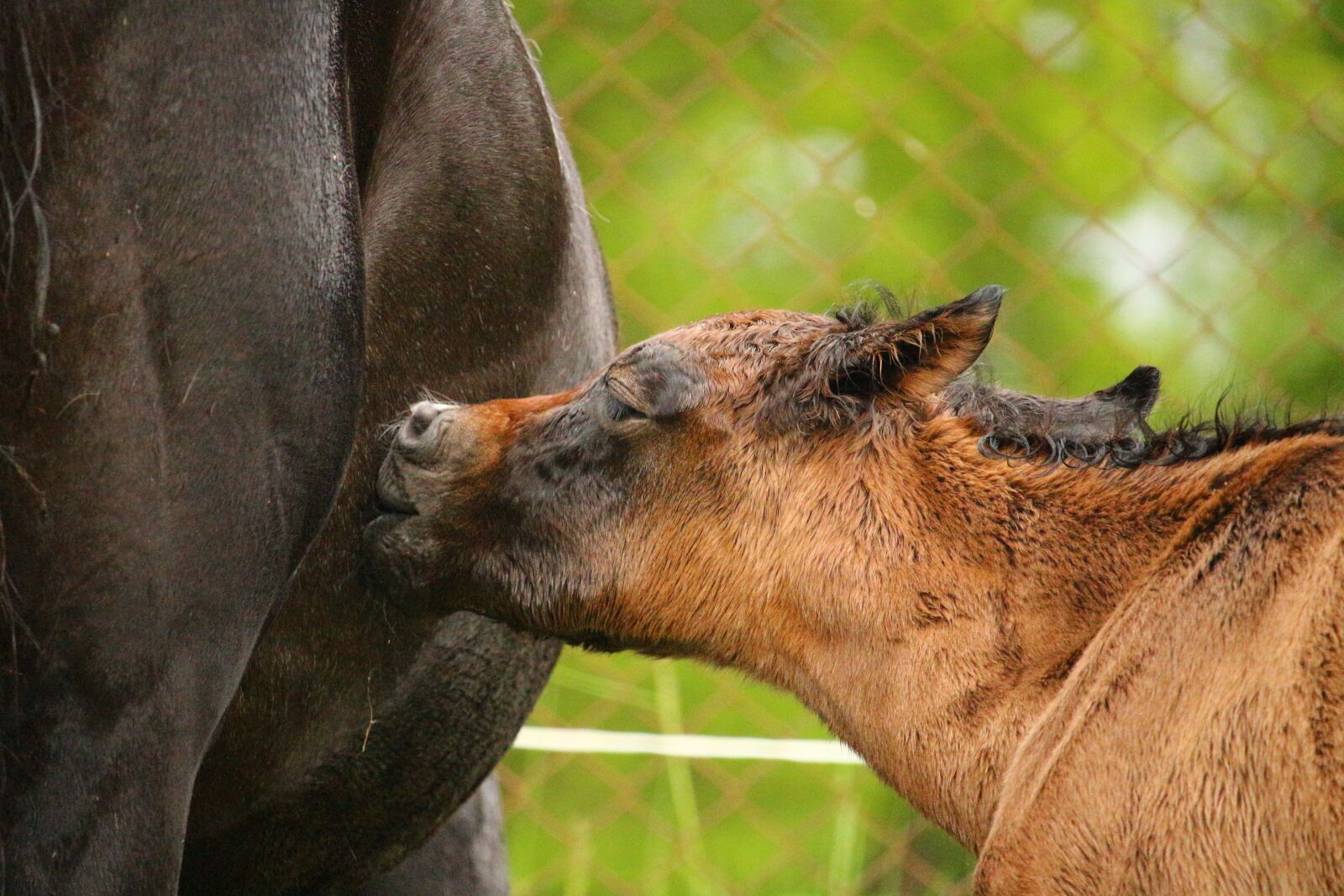 Canon EOS 100D (EOS Rebel SL1 / EOS Kiss X7) sample photo. Horse, foal, suckling photography