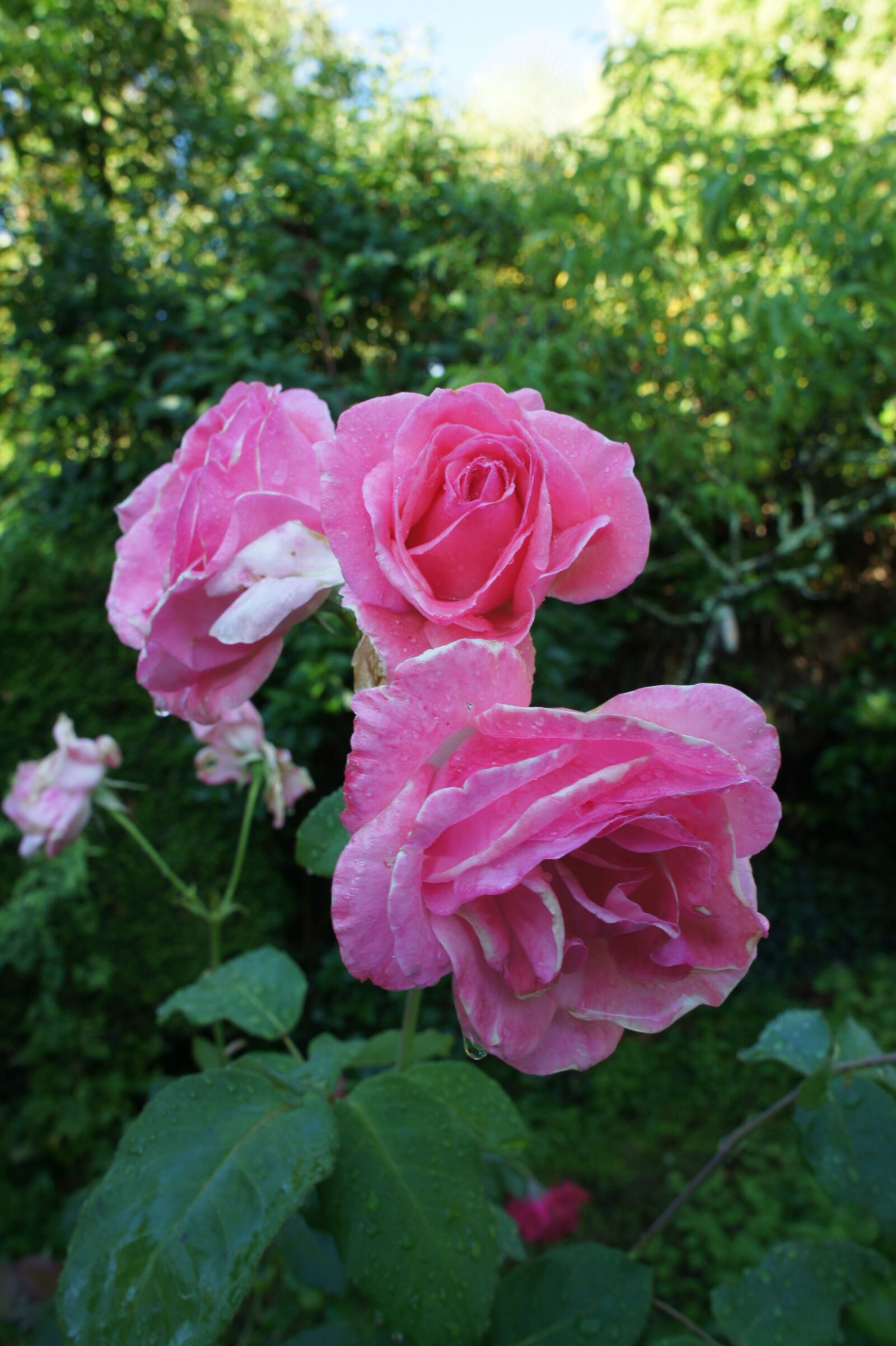 Sony Alpha NEX-3 sample photo. Roses, pink, garden photography