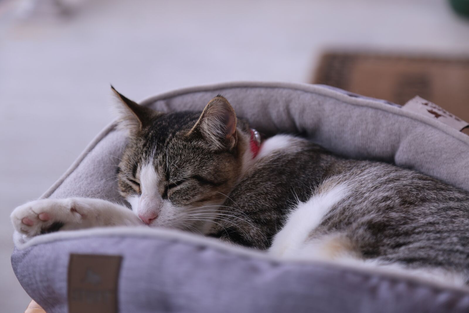 Canon EOS 5D Mark III sample photo. Cat, pet, kitten photography